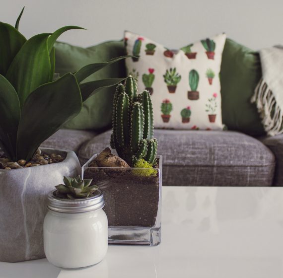 plants on living room table plants on living room table